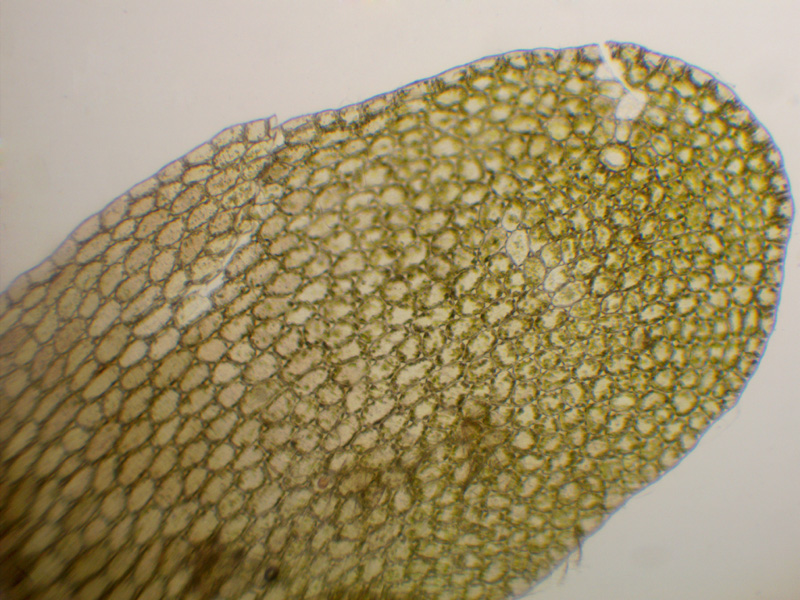 Liochlaena lanceolata